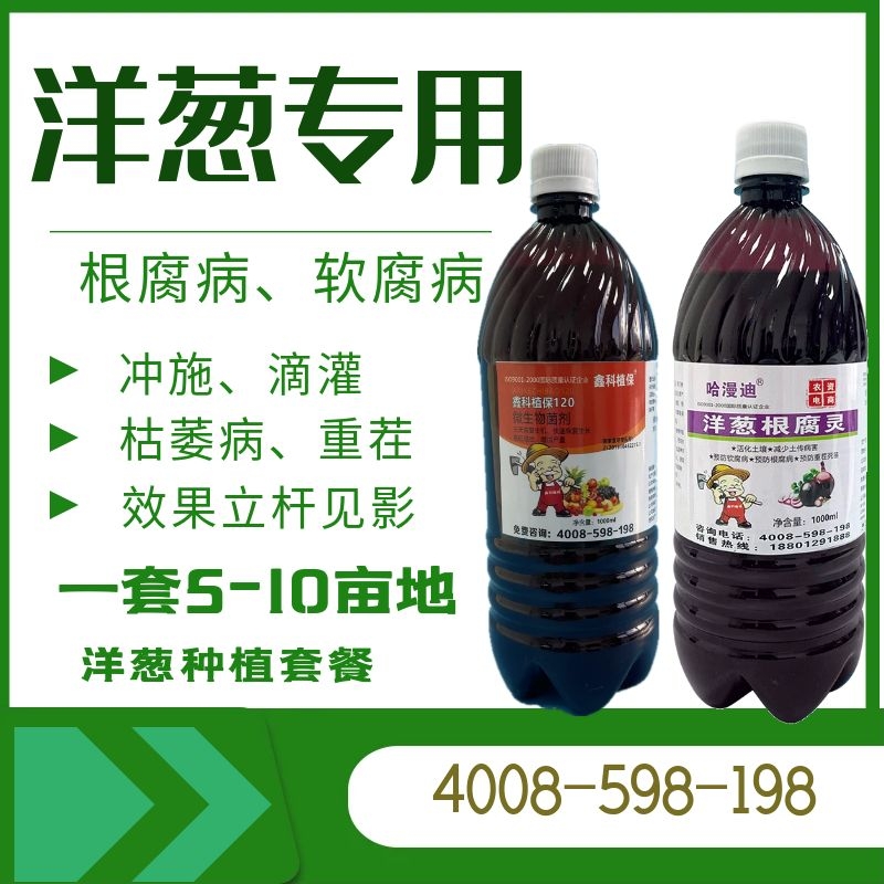 洋葱.jpg
